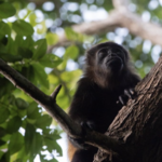 Explore The Wildlife of Nicaragua