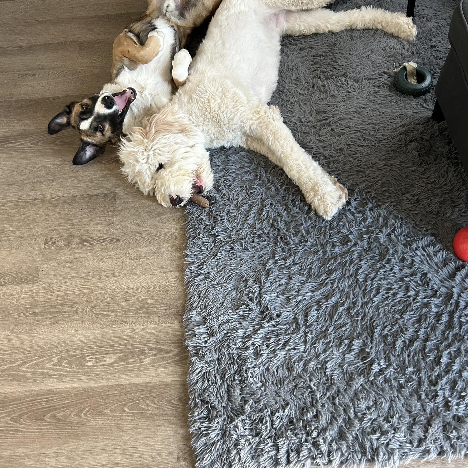 Our fur babies: Goose (fluffy one) and Jack