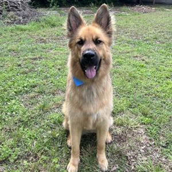 Hades Toy Fund