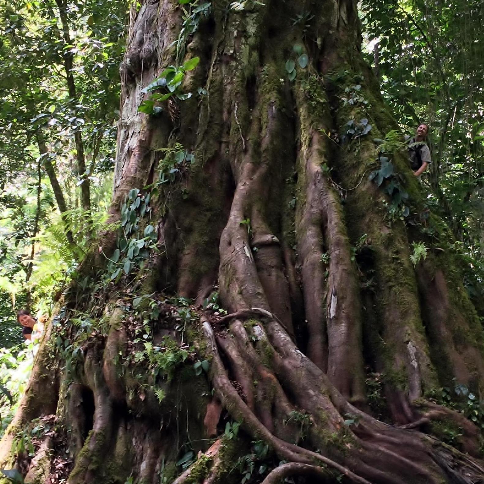 Arboreal