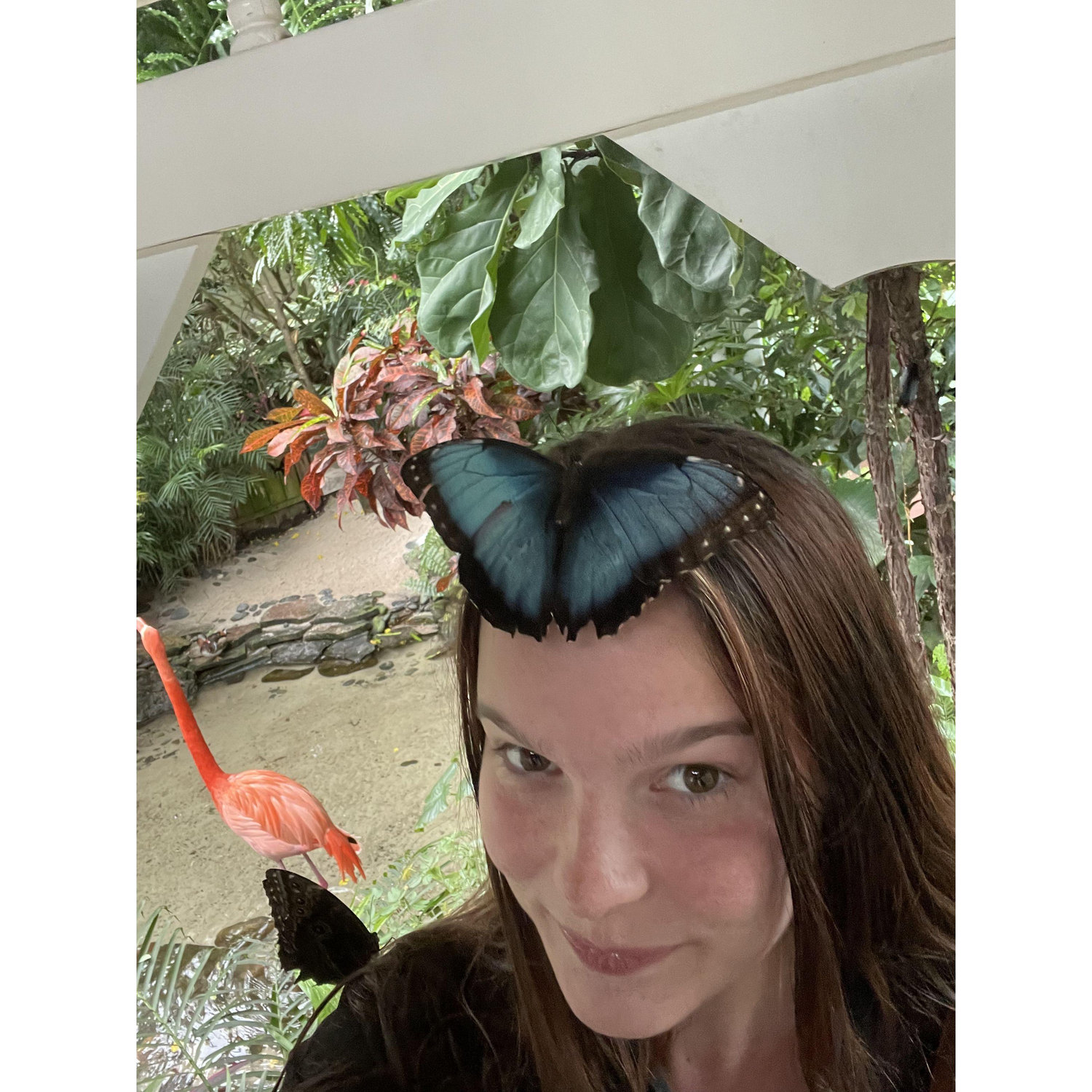 Butterflies!!