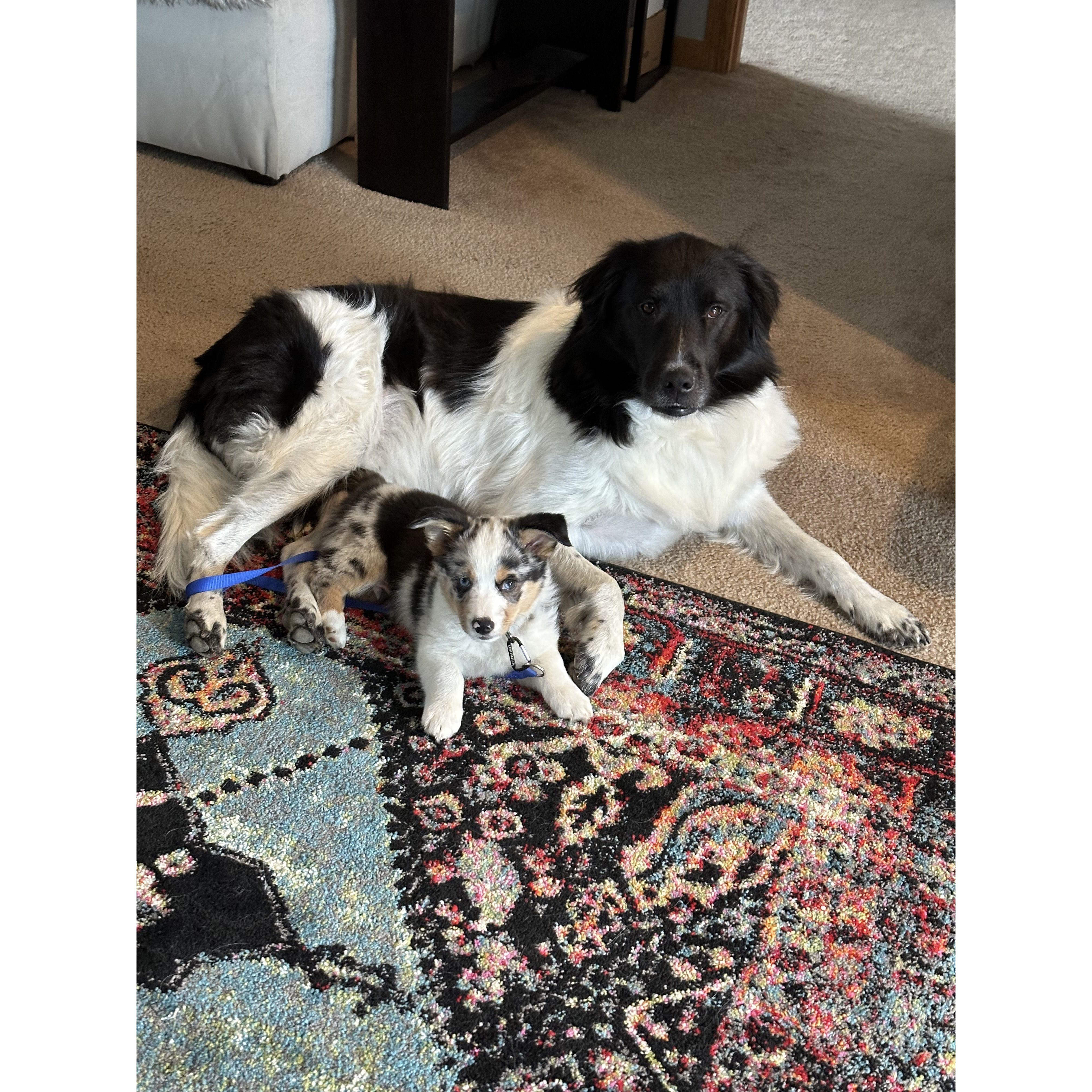Our fur babies.