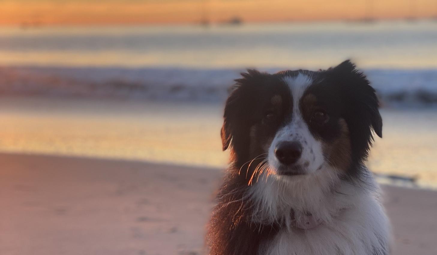 The Wedding Website of Ava Nika Nania and James Kevin Herb