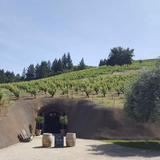 Bella Vineyards & Wine Caves