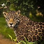 Chattanooga Zoo