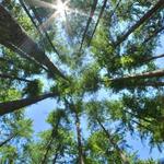 Sea Pines Forest Preserve
