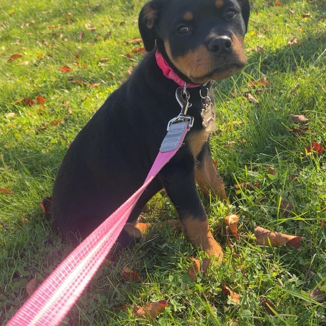 Mollie Jane on a walk with mom & dad