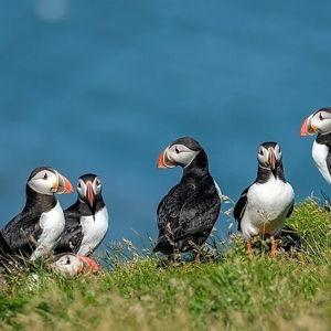 Puffin Watching