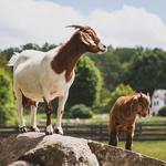Springton Manor Farm