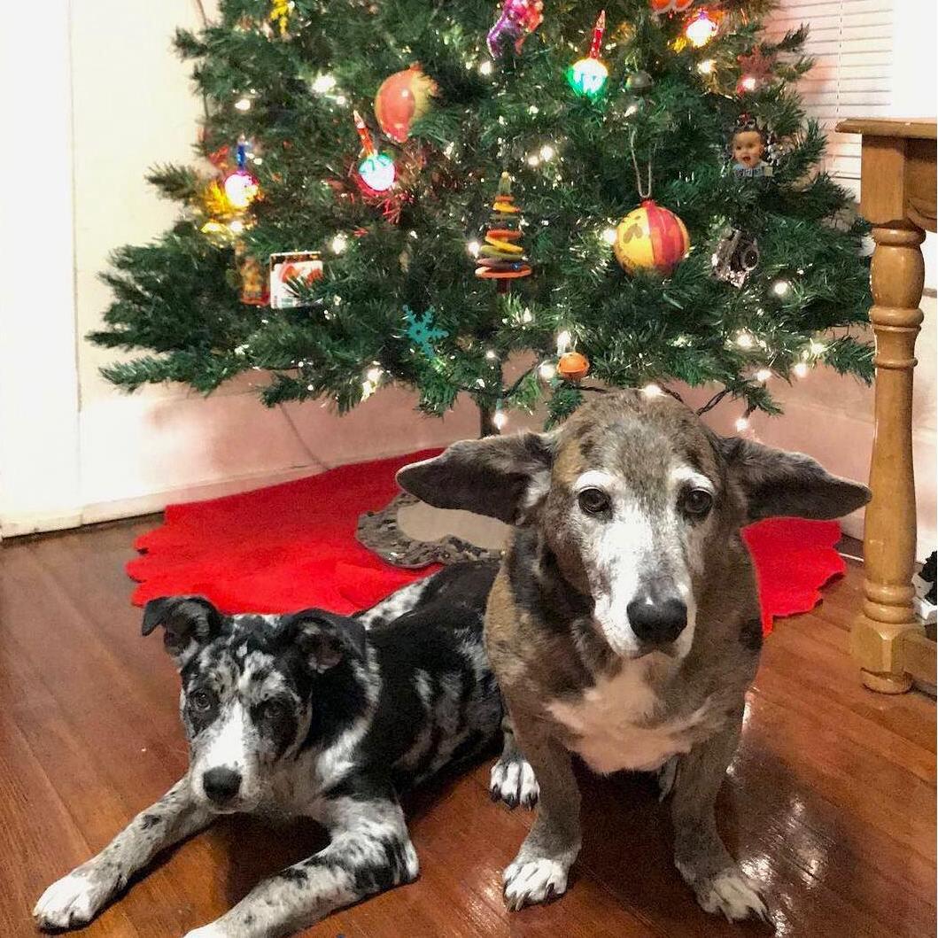 Our baby girls!