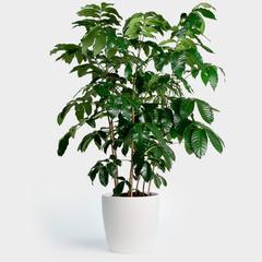 Natal Mahogany | 14"
