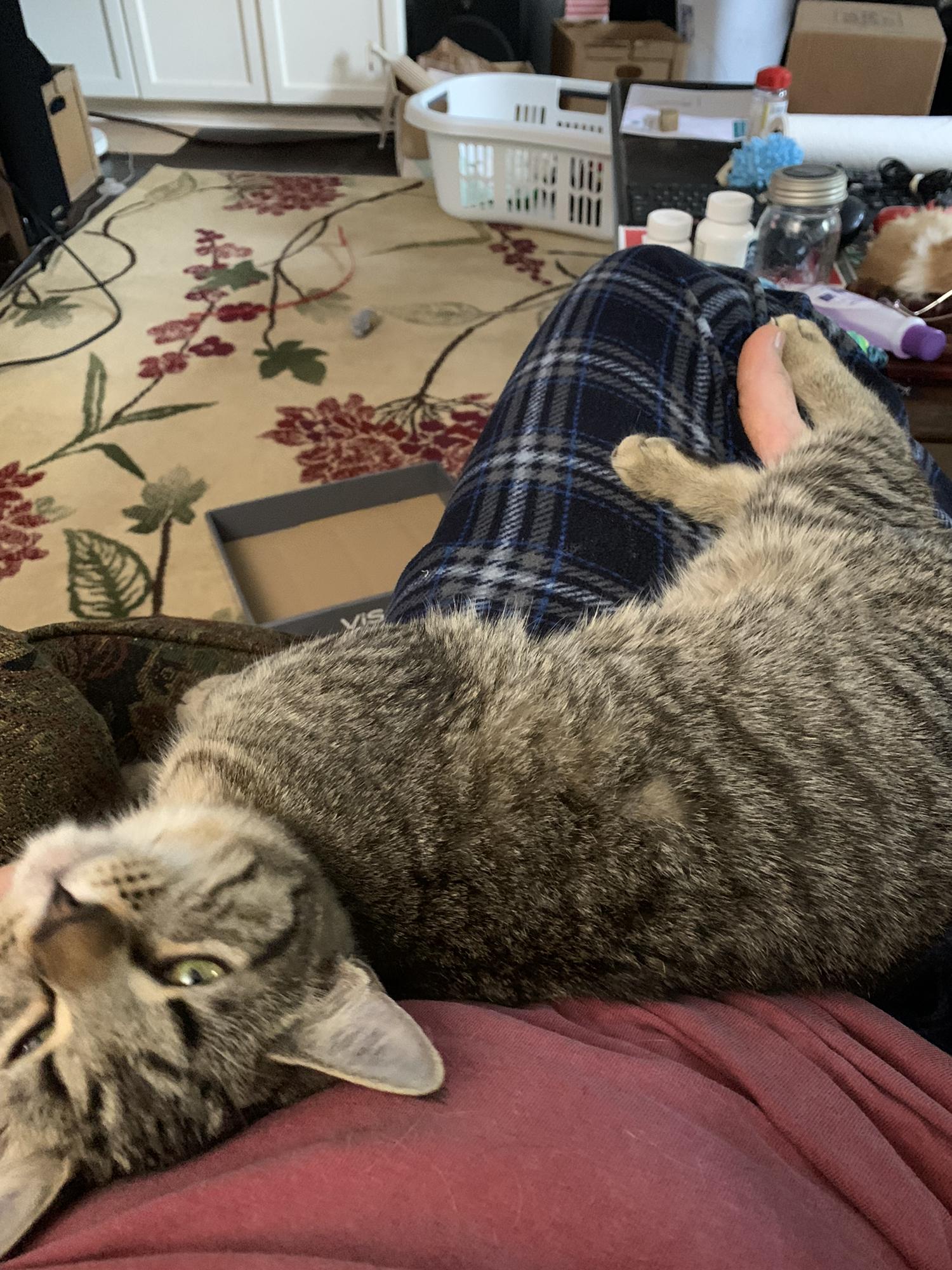 Fur Baby #3, Cricket