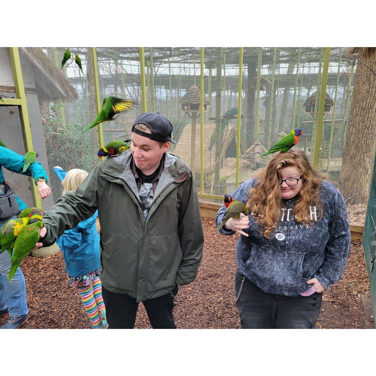 Bird Panic