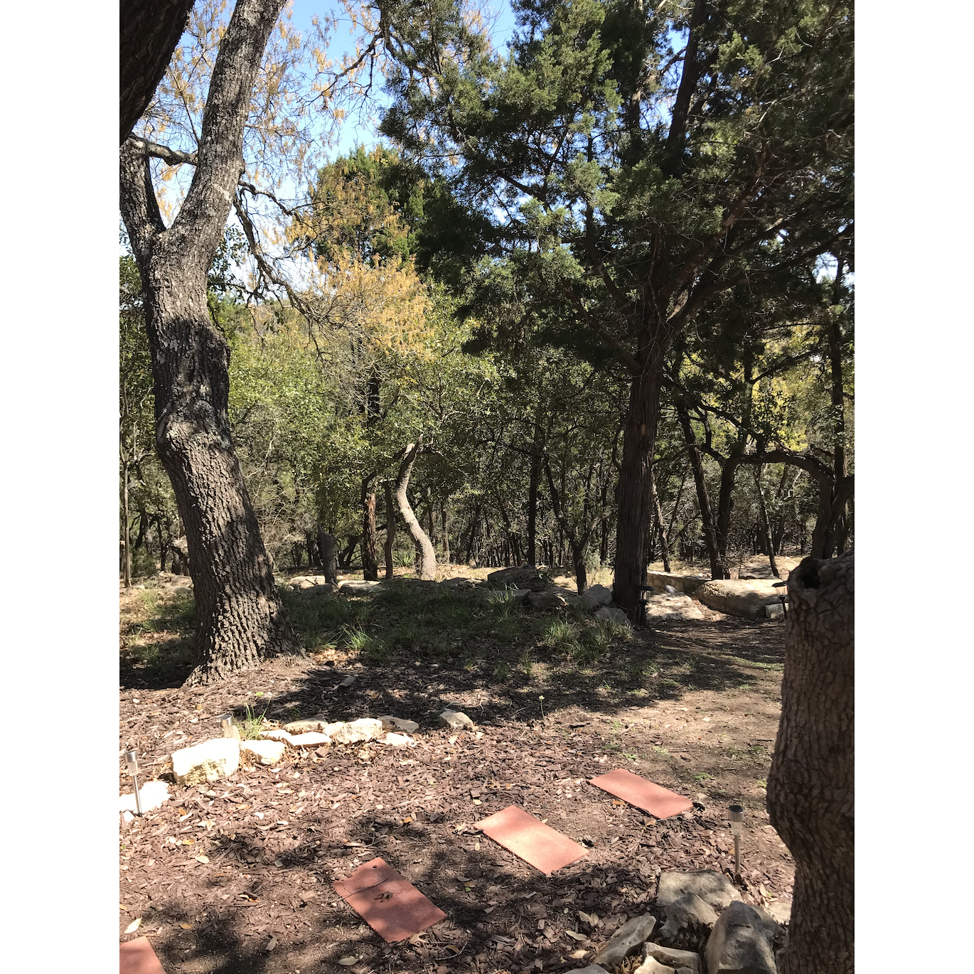 March 10, 2018. The woods outside the cabin where we first exchanged "I love you."