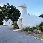 The Big Duck