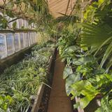 Pierson's Flower Shop & Greenhouses
