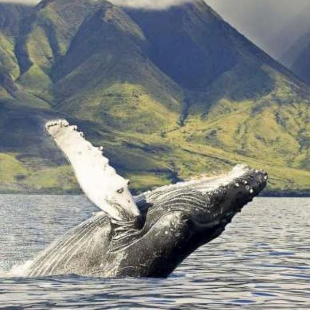 Whale Watching Raft Excursion for 2 🐋