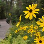 NC Botanical Garden Education Center
