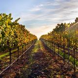 Healdsburg Wineries