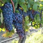 Ponte Winery