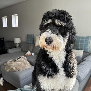 Our Pet Toy Fund