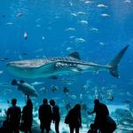 The Dallas World Aquarium