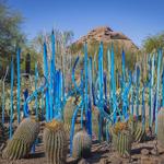 Desert Botanical Garden