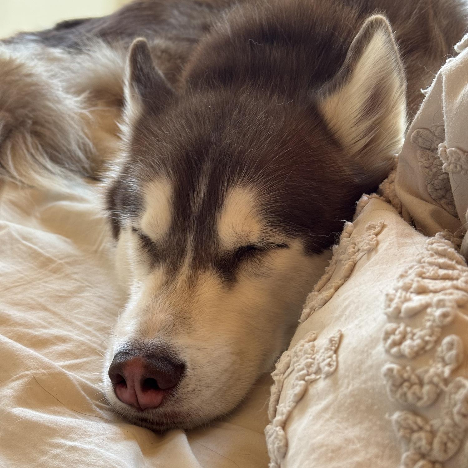 Our newest addition, Kobe!