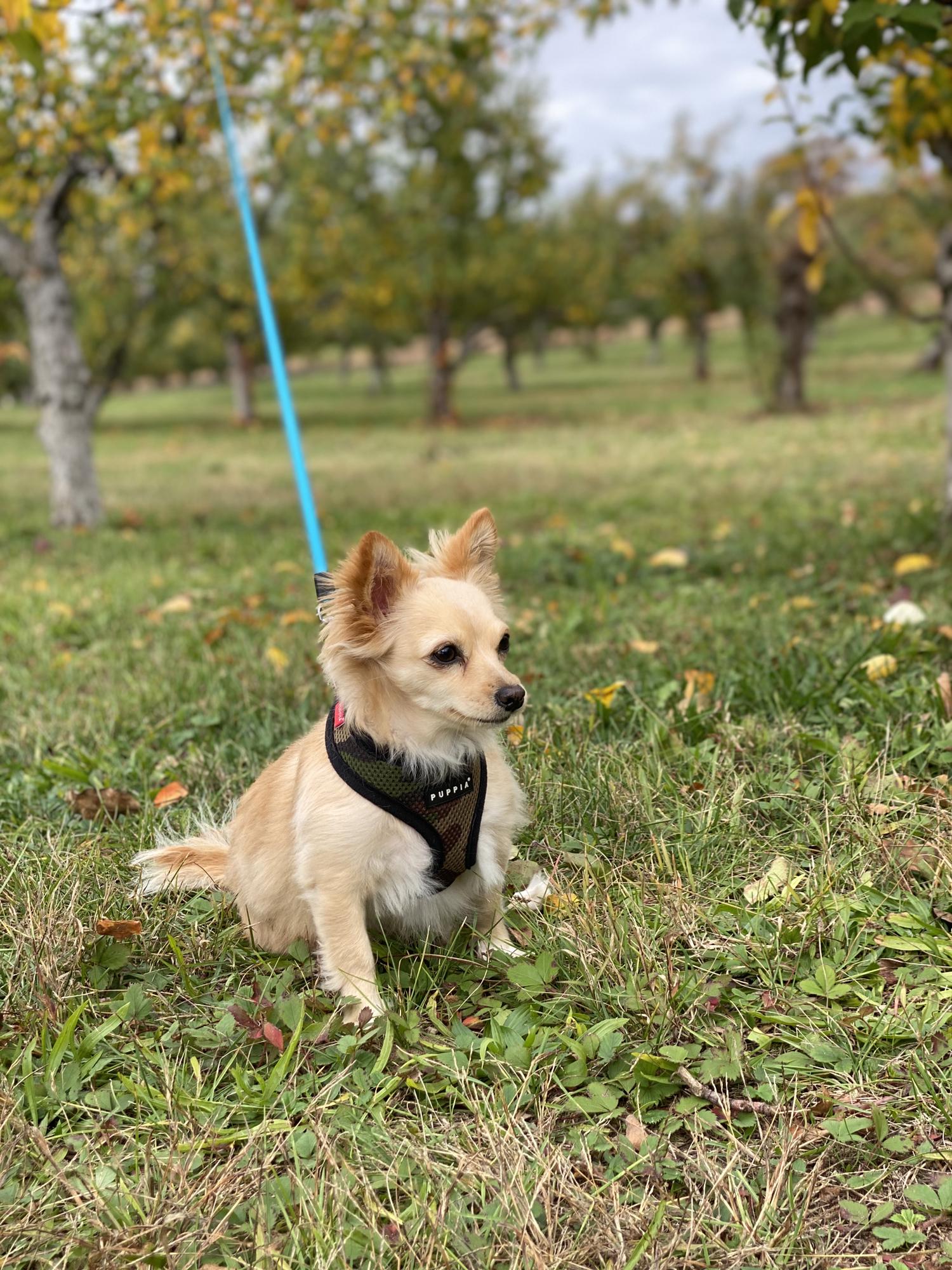 Donna at Twin Star Orchards Fall 2020