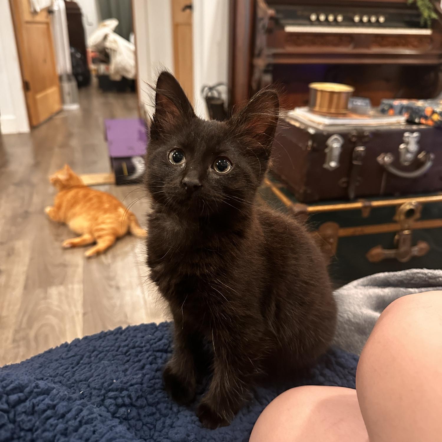 In fall of 2025, Hannah’s sister gifted them the best engagement present imaginable, George. The true light of their lives, he is the perfect addition to their little family.