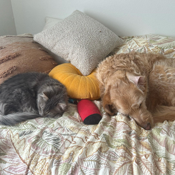 Petsitting for Honeymoon
