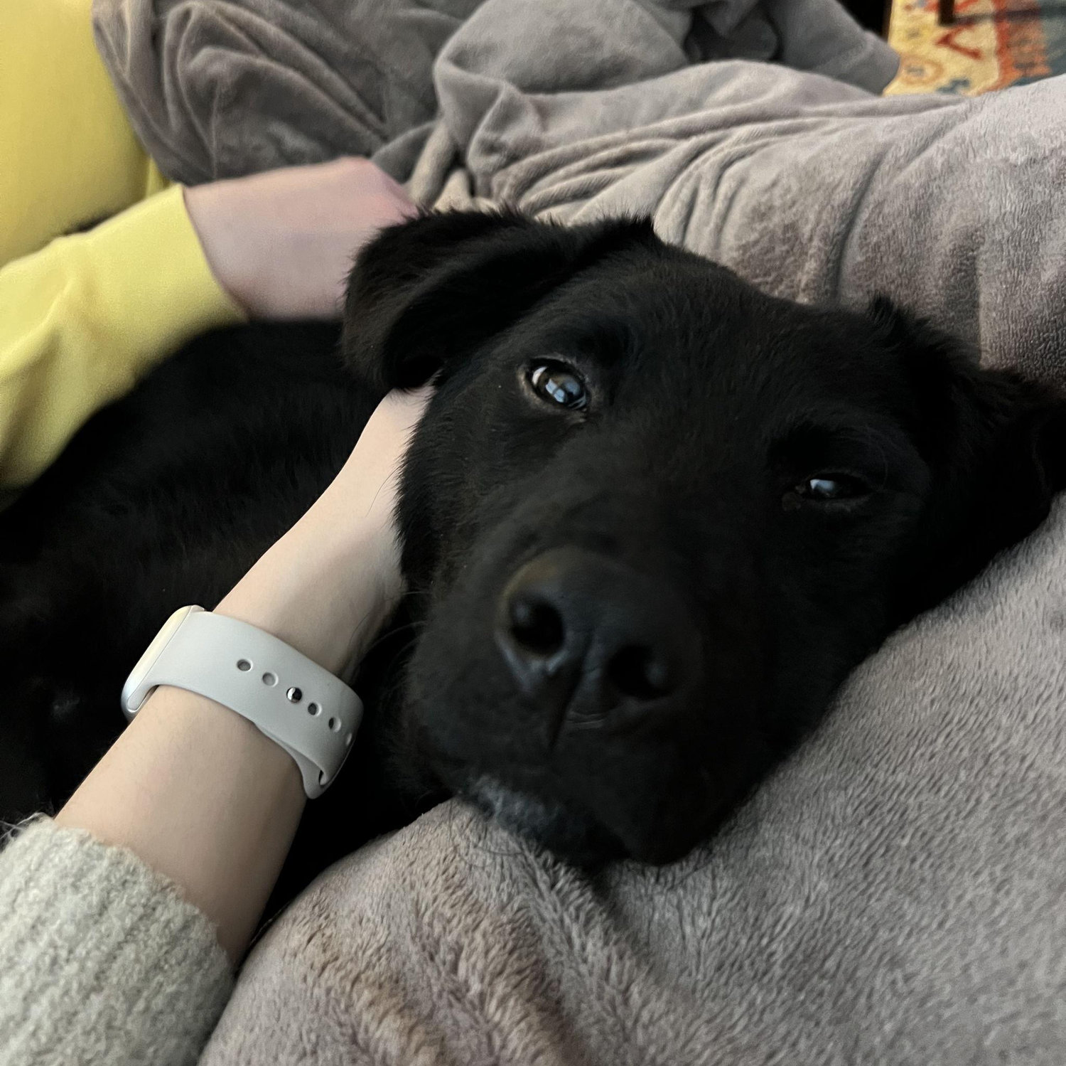 First day after adopting our sweet boy, Guinness - Spring 2025