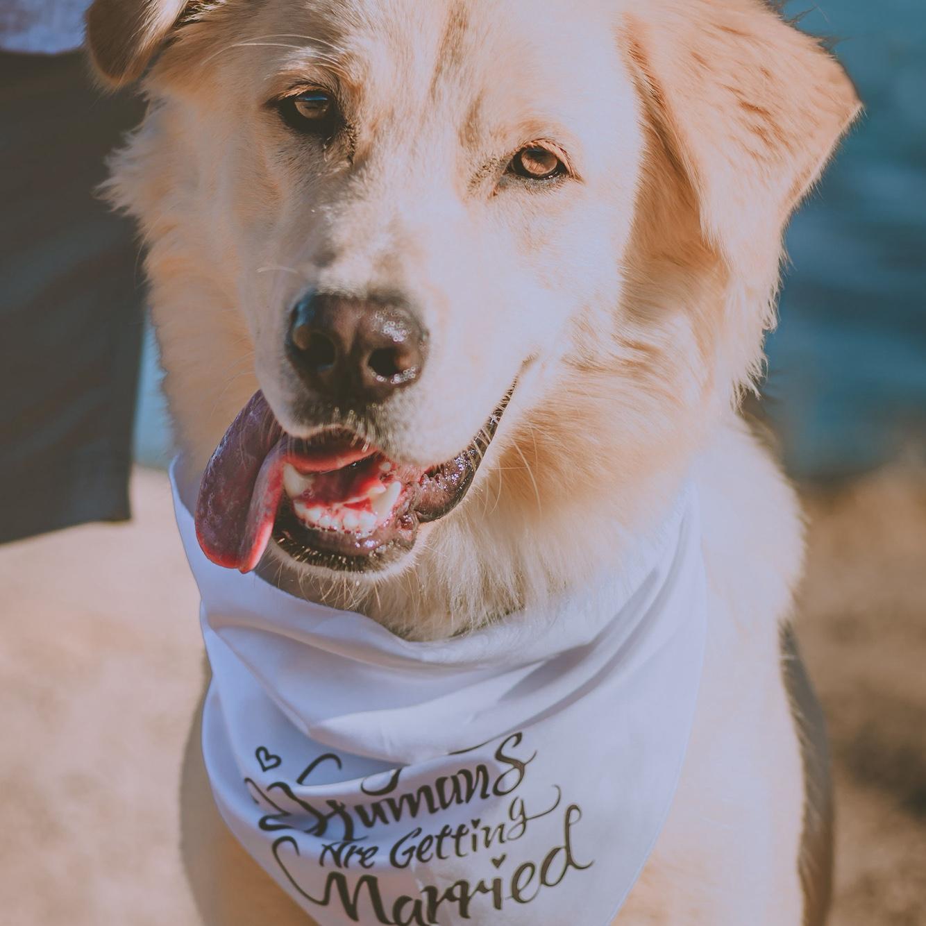 Simba at his parent’s photo shoot !