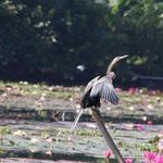 Bird Sanctuary