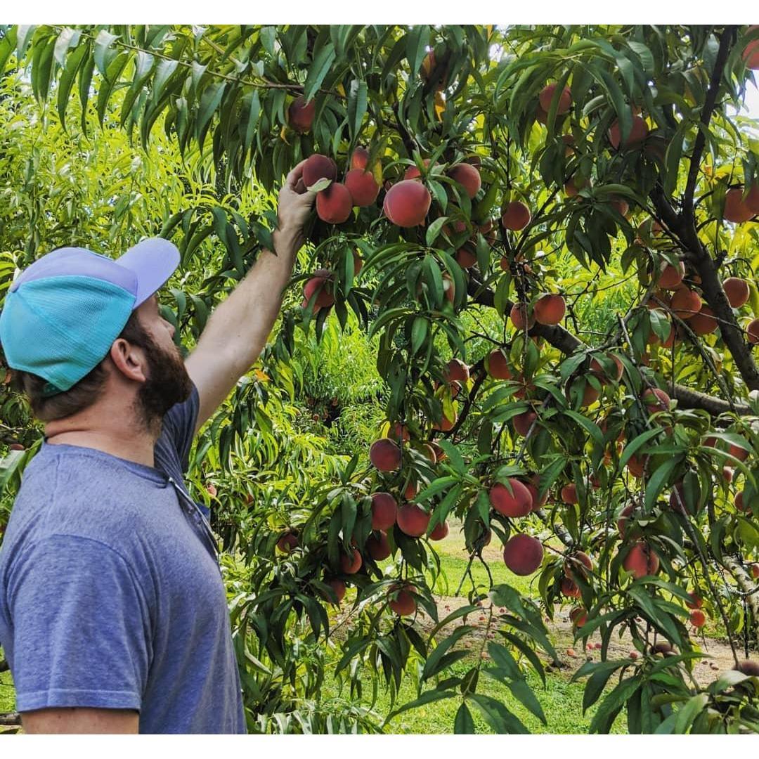 Hanover Peaches, August 2019