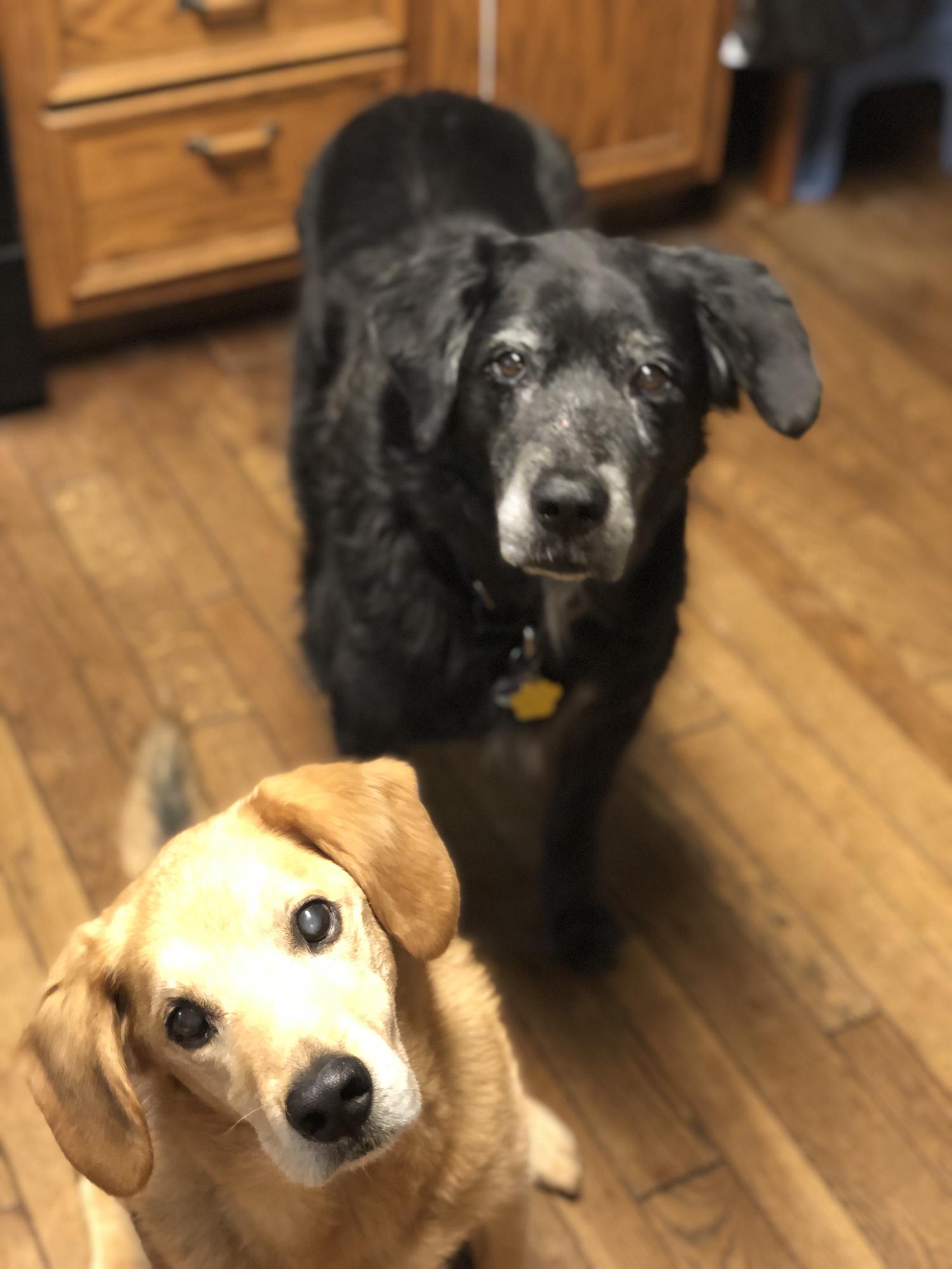 I can't resist including this adorable picture of Daisy and Buddy waiting patiently for the treats in my hand.