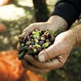 Visit an Olive Oil Farm