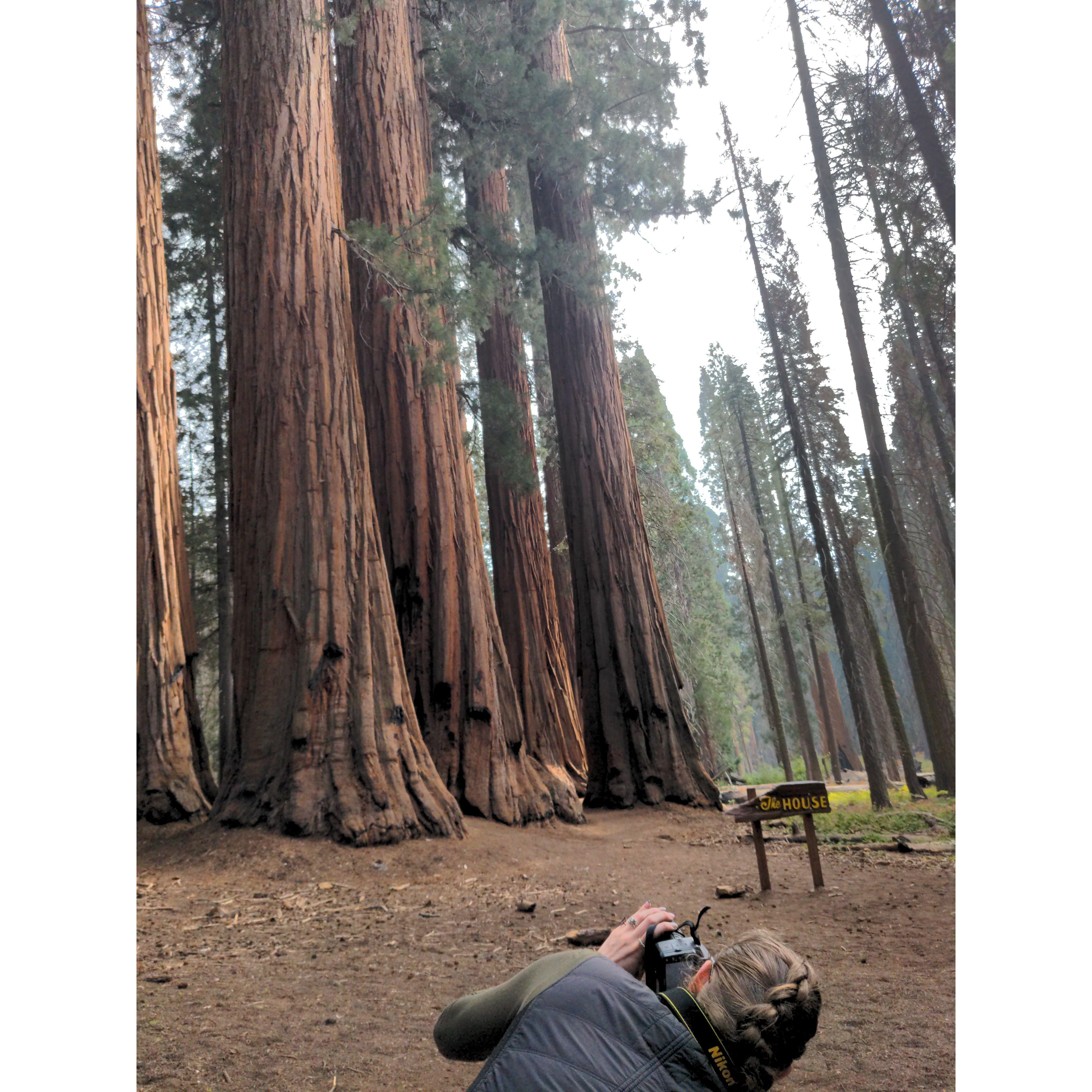 Sequoia National Park