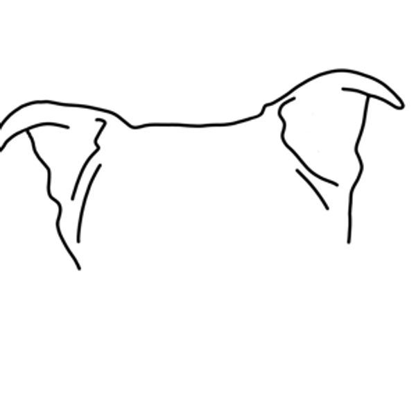 The Furry Friend Fund
