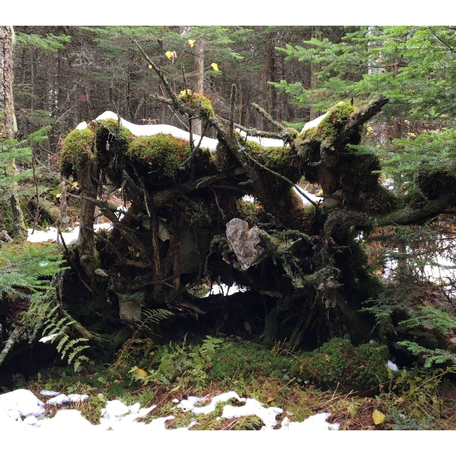 We found this heart-shaped rock that had been uprooted by a fallen tree while hiking Mt. Equinox.