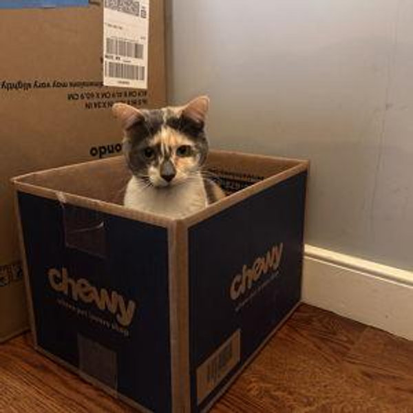 Pet sitter for Nella