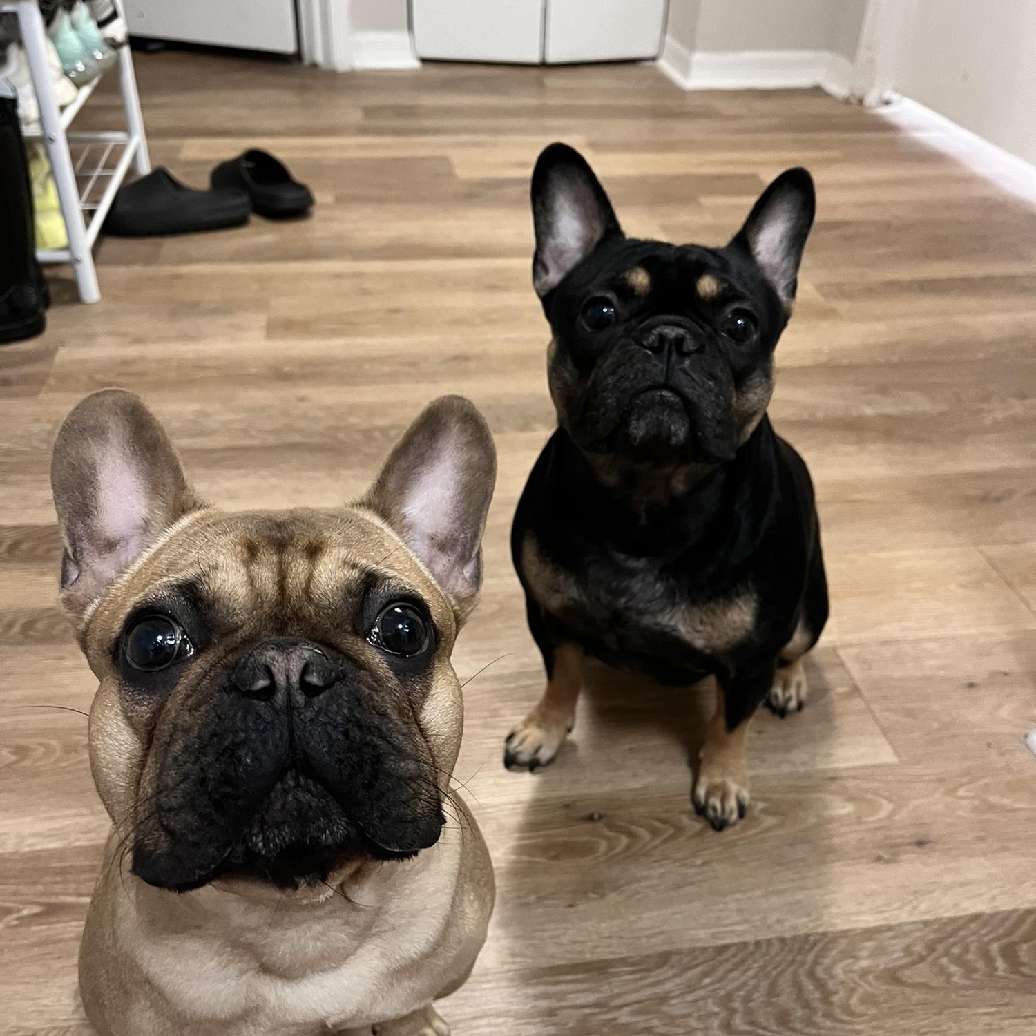 Can’t forget our handsome boys! Kylo and Tito!