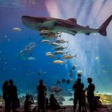 The Georgia Aquarium