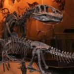 Natural History Museum of Utah