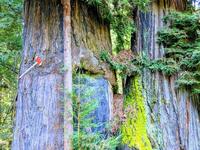 Immortal Tree