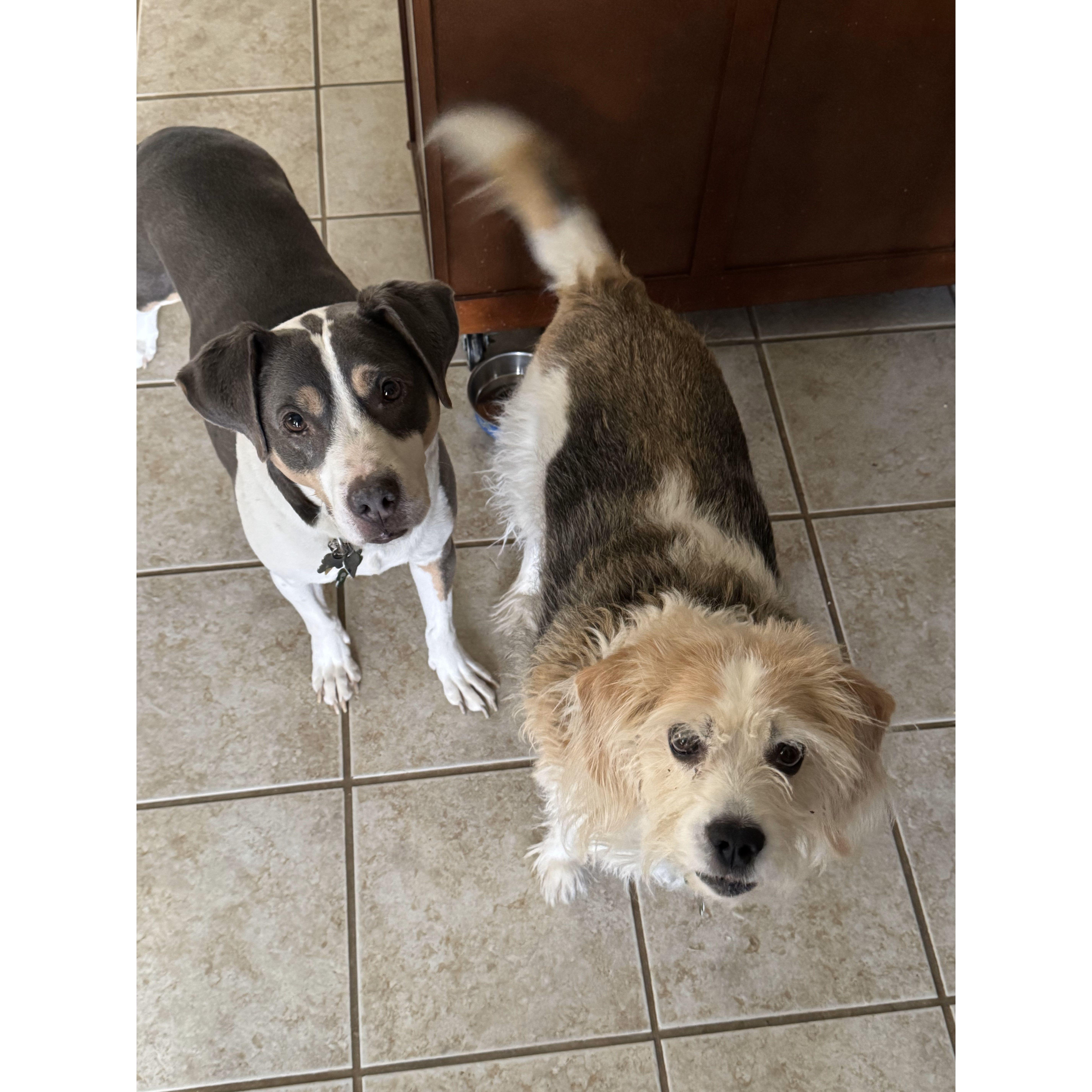 Griffin and Stella