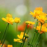 Denver Botanic Gardens