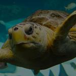 The Florida Aquarium