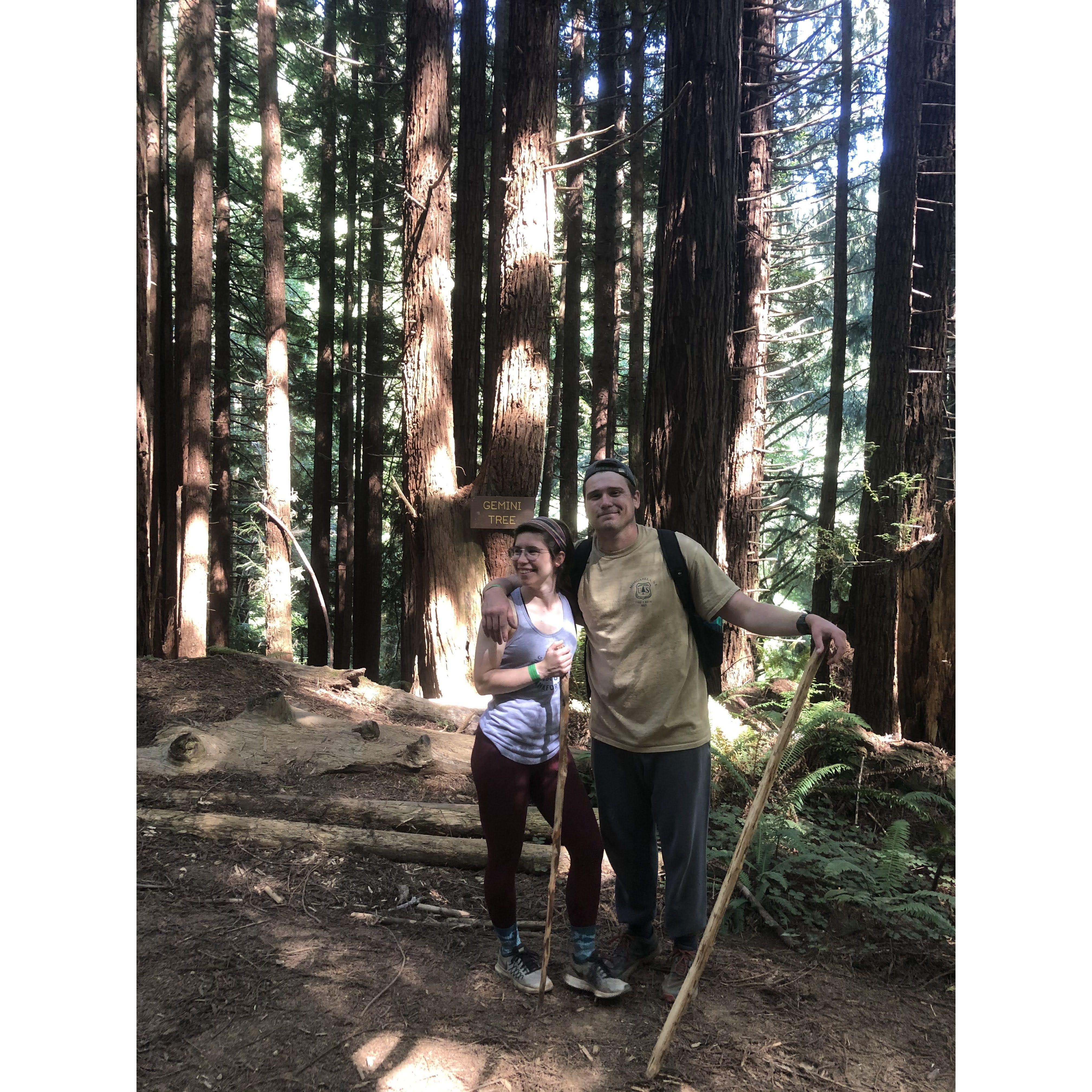 Redwoods 2020