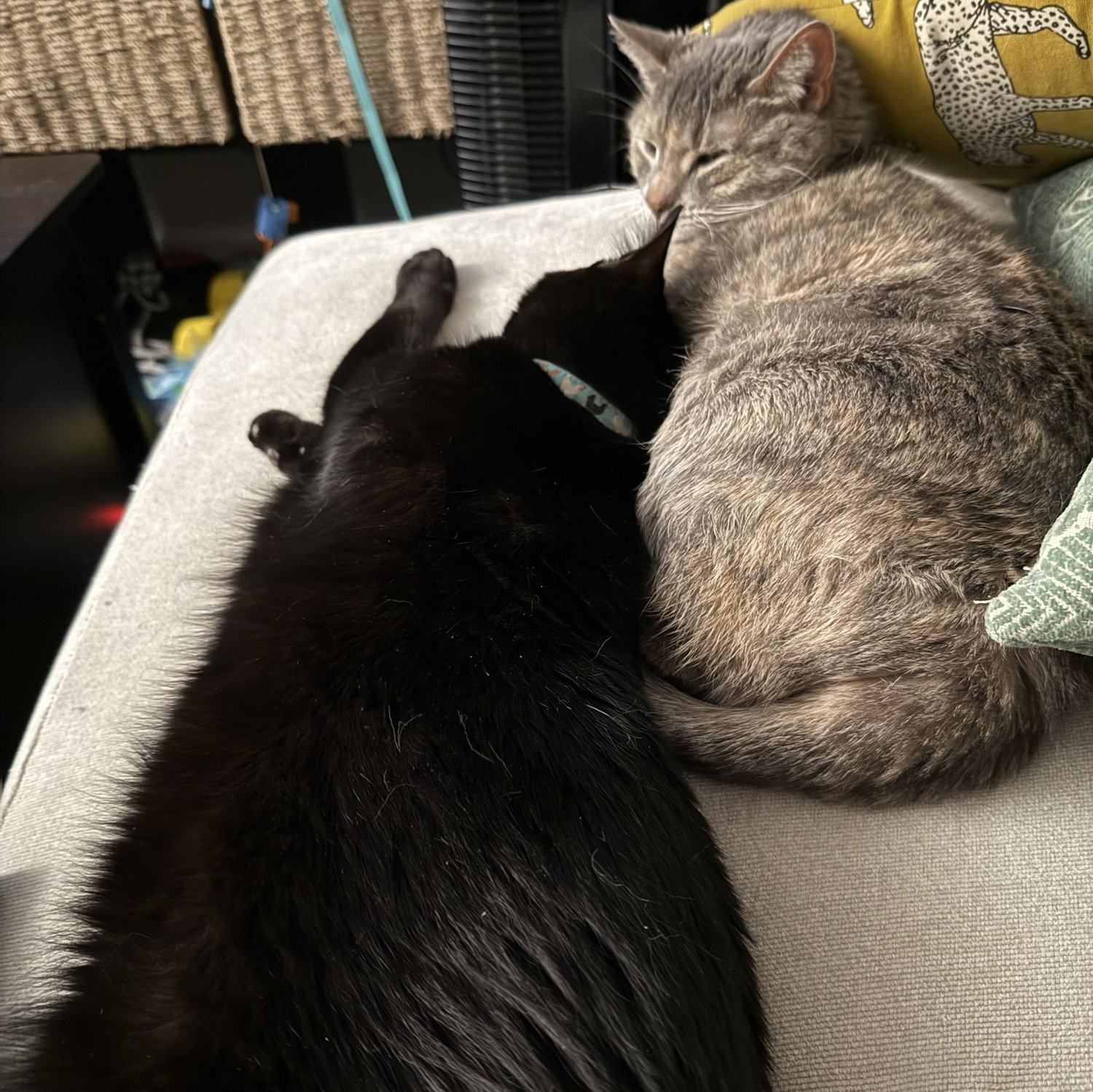 Chicken (black) and Pickle (gray) are Kelsey's babies!